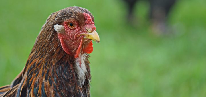 Team für Tiere Castrop-Rauxel e.V. | Tierschutz Patenhuhn2