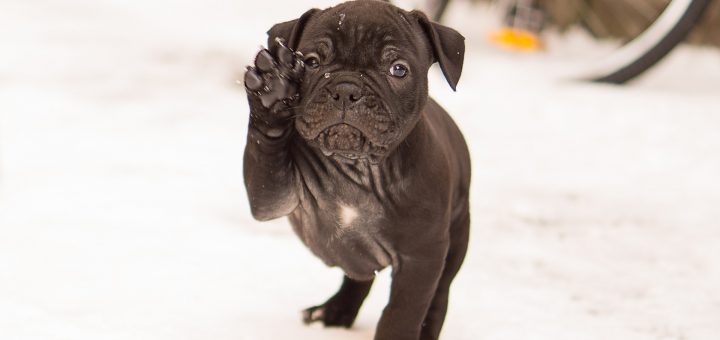 Beitragsbild Old English Bulldog