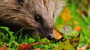 Igel Natur