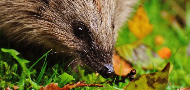 Igel Natur