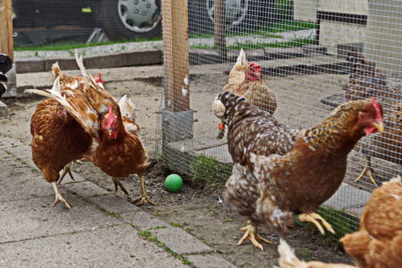 ...werden die Damen flott Team für Tiere Castrop-Rauxel e.V. | Tierschutz Patenhuhn10