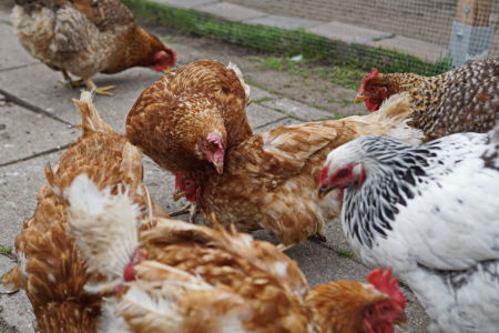 ...wenn es Mehlwürmer gibt