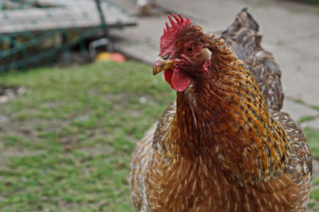 Team für Tiere Castrop-Rauxel e.V. | Tierschutz Patenhuhn8