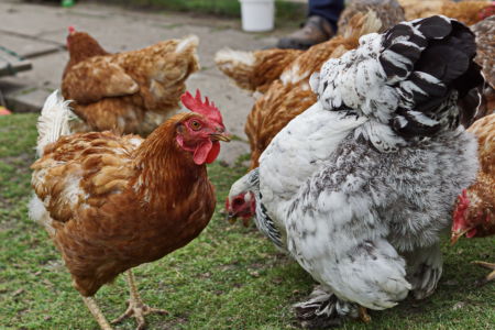 immer auf der Suche Team für Tiere Castrop-Rauxel e.V. | Tierschutz Patenhuhn7