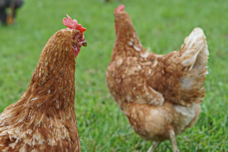Team für Tiere Castrop-Rauxel e.V. | Tierschutz Patenhuhn6