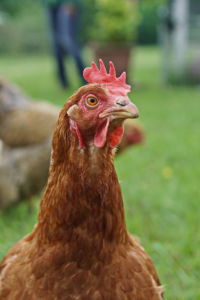 immer neugierig Team für Tiere Castrop-Rauxel e.V. | Tierschutz Patenhuhn9