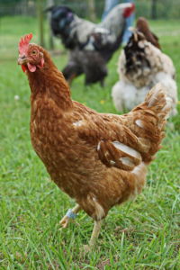 Team für Tiere Castrop-Rauxel e.V. | Tierschutz Patenhuhn5