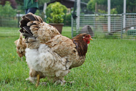 Brahma Team für Tiere Castrop-Rauxel e.V. | Tierschutz Patenhuhn3