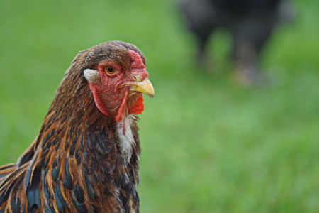 Brahma Team für Tiere Castrop-Rauxel e.V. | Tierschutz Patenhuhn2
