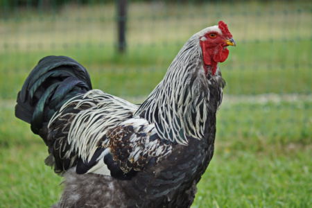 ein Hahn geht immer Team für Tiere Castrop-Rauxel e.V. | Tierschutz Patenhuhn1