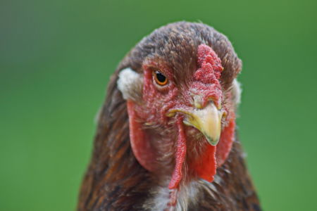 auch mit den Brahmas vertragen sie sich gut