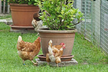 Team für Tiere Castrop-Rauxel e.V. | Tierschutz Patenhuhn4
