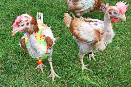 Am Anfang... Team für Tiere Castrop-Rauxel e.V. | Tierschutz Patenhuhn11